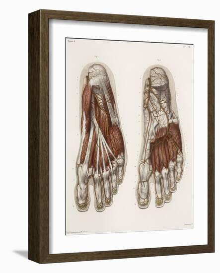 Foot Anatomy, 19th Century Illustration-Science Photo Library-Framed Photographic Print