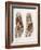 Foot Anatomy, 19th Century Illustration-Science Photo Library-Framed Photographic Print