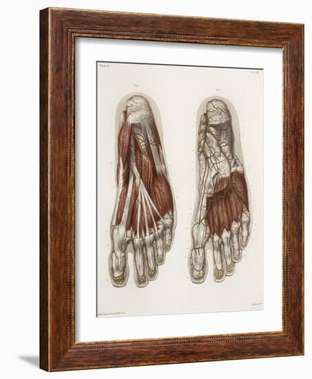 Foot Anatomy, 19th Century Illustration-Science Photo Library-Framed Photographic Print