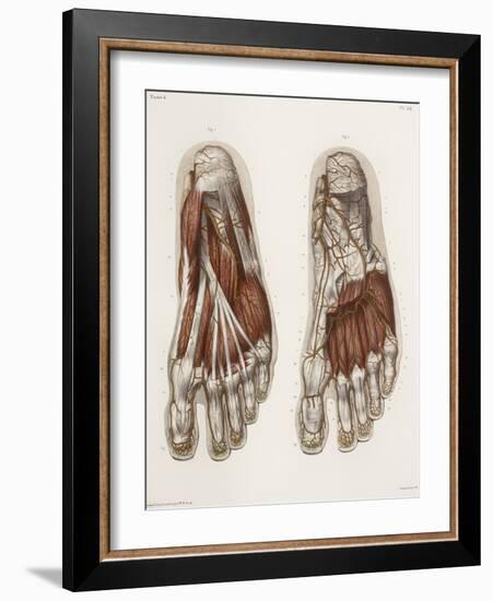 Foot Anatomy, 19th Century Illustration-Science Photo Library-Framed Photographic Print