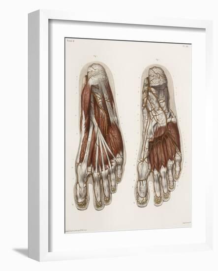 Foot Anatomy, 19th Century Illustration-Science Photo Library-Framed Photographic Print