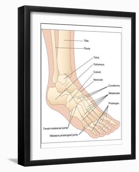 Foot Bones, Artwork-Peter Gardiner-Framed Photographic Print