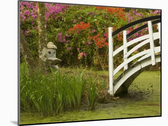 Foot Bridge in Garden, Magnolia Plantation, Charleston, South Carolina, USA-Corey Hilz-Mounted Photographic Print