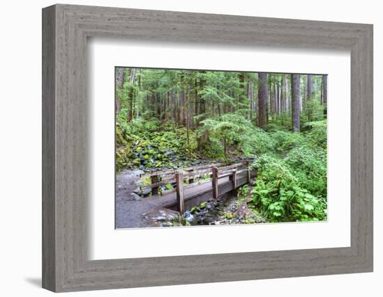 Foot Bridge, Trail to Sol Duc Falls, Rain Forest, Olympic National Park, UNESCO World Heritage Site-Richard Maschmeyer-Framed Photographic Print