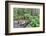 Foot Bridge, Trail to Sol Duc Falls, Rain Forest, Olympic National Park, UNESCO World Heritage Site-Richard Maschmeyer-Framed Photographic Print