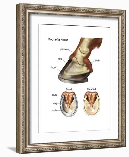 Foot or Hoof of a Horse. Mammal, Biology-Encyclopaedia Britannica-Framed Art Print