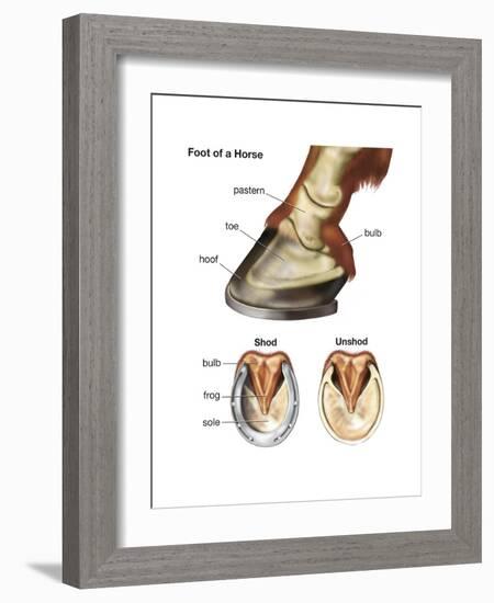 Foot or Hoof of a Horse. Mammal, Biology-Encyclopaedia Britannica-Framed Art Print