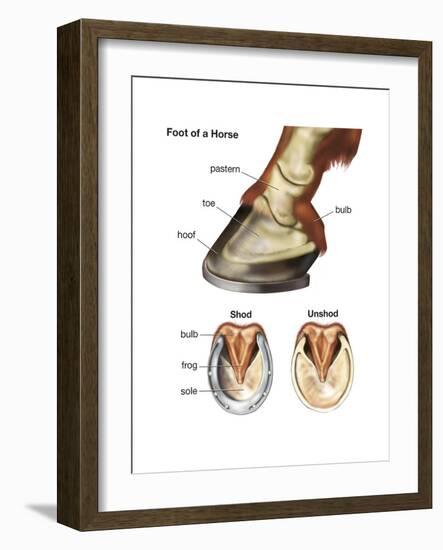 Foot or Hoof of a Horse. Mammal, Biology-Encyclopaedia Britannica-Framed Art Print