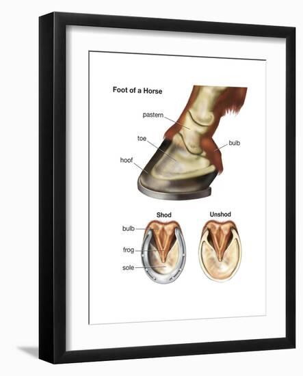 Foot or Hoof of a Horse. Mammal, Biology-Encyclopaedia Britannica-Framed Art Print