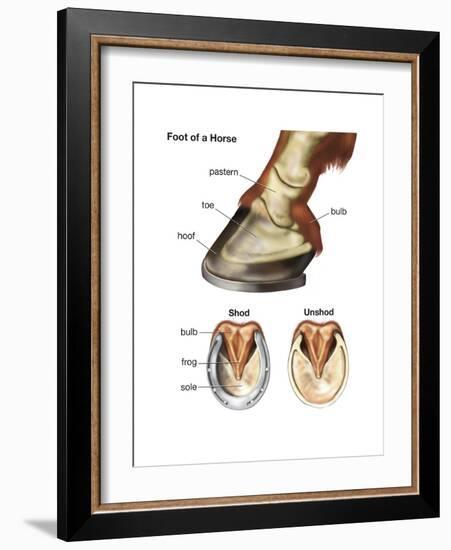 Foot or Hoof of a Horse. Mammal, Biology-Encyclopaedia Britannica-Framed Art Print