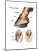 Foot or Hoof of a Horse. Mammal, Biology-Encyclopaedia Britannica-Mounted Art Print