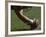 Football Center About to Snap the Ball-Paul Sutton-Framed Photographic Print