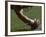 Football Center About to Snap the Ball-Paul Sutton-Framed Photographic Print