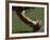 Football Center About to Snap the Ball-Paul Sutton-Framed Photographic Print