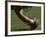 Football Center About to Snap the Ball-Paul Sutton-Framed Photographic Print