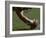 Football Center About to Snap the Ball-Paul Sutton-Framed Photographic Print