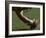 Football Center About to Snap the Ball-Paul Sutton-Framed Photographic Print