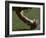 Football Center About to Snap the Ball-Paul Sutton-Framed Photographic Print