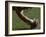 Football Center About to Snap the Ball-Paul Sutton-Framed Photographic Print