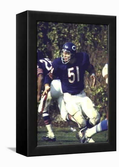 Football: Chicago Bears Dick Butkus No.51 in Action Vs Detroit Lions-null-Framed Premier Image Canvas