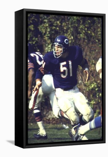 Football: Chicago Bears Dick Butkus No.51 in Action Vs Detroit Lions-null-Framed Premier Image Canvas