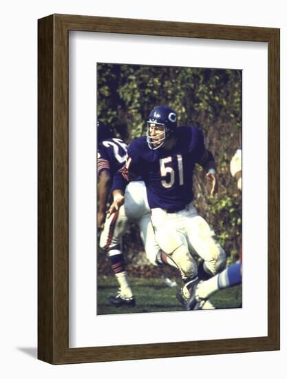 Football: Chicago Bears Dick Butkus No.51 in Action Vs Detroit Lions-null-Framed Photographic Print