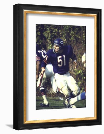 Football: Chicago Bears Dick Butkus No.51 in Action Vs Detroit Lions-null-Framed Photographic Print