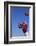 Football Player Catching a Football-DLILLC-Framed Photographic Print