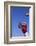 Football Player Catching a Football-DLILLC-Framed Photographic Print