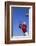 Football Player Catching a Football-DLILLC-Framed Photographic Print