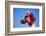 Football Player-DLILLC-Framed Photographic Print