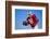 Football Player-DLILLC-Framed Photographic Print