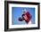 Football Player-DLILLC-Framed Photographic Print