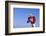 Football Player-DLILLC-Framed Photographic Print