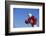 Football Player-DLILLC-Framed Photographic Print