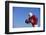 Football Player-DLILLC-Framed Photographic Print