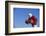 Football Player-DLILLC-Framed Photographic Print