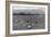 Football Practice-Ansel Adams-Framed Art Print