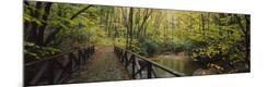 Photographic Print