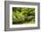 Footbridge over pond in Japanese Garden, Portland, Oregon, USA-Panoramic Images-Framed Photographic Print