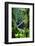 Footbrige over Storms River, Tsitsikamma National Park, South Africa-Amanda Hall-Framed Photographic Print