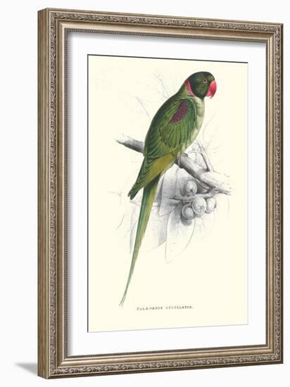 Footed Parakeet - Psittacula Eupatria-Edward Lear-Framed Art Print