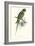 Footed Parakeet - Psittacula Eupatria-Edward Lear-Framed Art Print