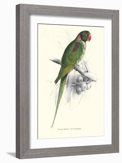 Footed Parakeet - Psittacula Eupatria-Edward Lear-Framed Art Print