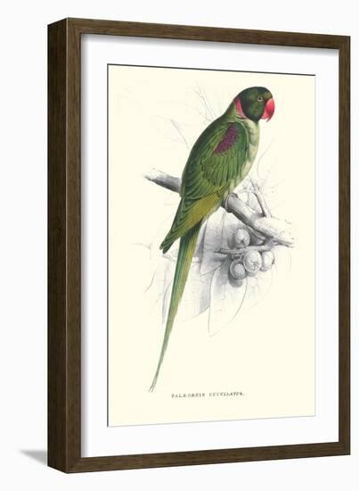 Footed Parakeet - Psittacula Eupatria-Edward Lear-Framed Art Print