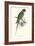 Footed Parakeet - Psittacula Eupatria-Edward Lear-Framed Art Print