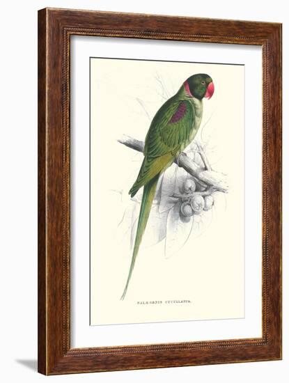 Footed Parakeet - Psittacula Eupatria-Edward Lear-Framed Art Print