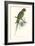 Footed Parakeet - Psittacula Eupatria-Edward Lear-Framed Art Print