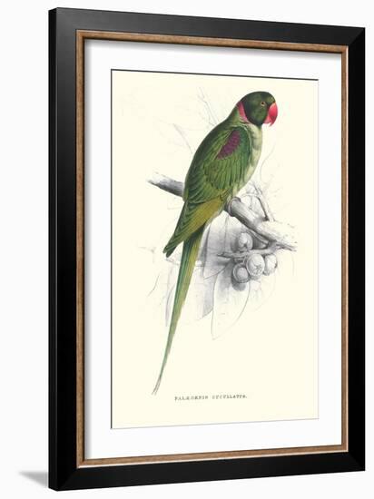 Footed Parakeet - Psittacula Eupatria-Edward Lear-Framed Art Print