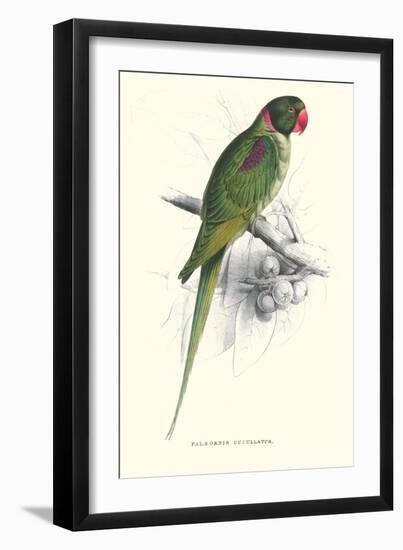 Footed Parakeet - Psittacula Eupatria-Edward Lear-Framed Art Print